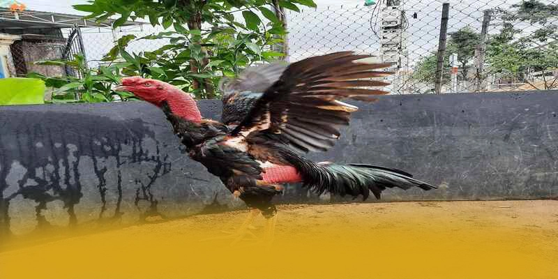 BET88 - Đánh giá tổng thể dành cho người chơi. BET88 - Đánh giá tổng thể dành cho người chơi.
